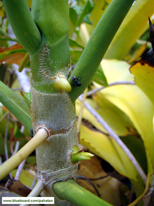 Thaumatophyllum leal-costa.