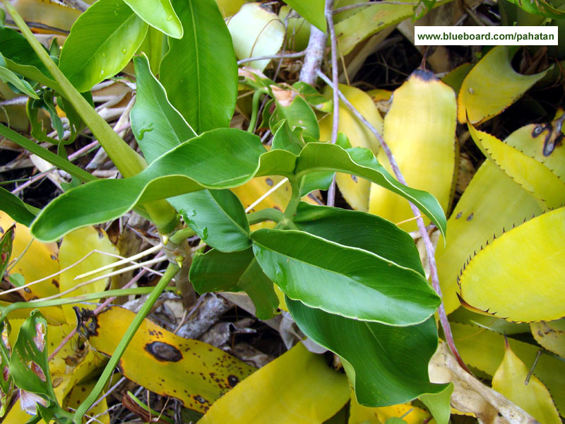 Thaumatophyllum leal-costa.