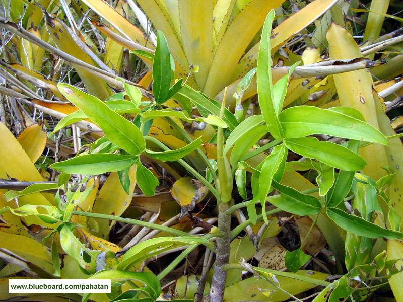 Thaumatophyllum leal-costa.