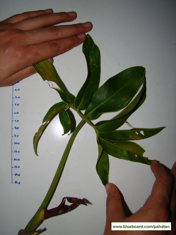 Thaumatophyllum leal-costa.