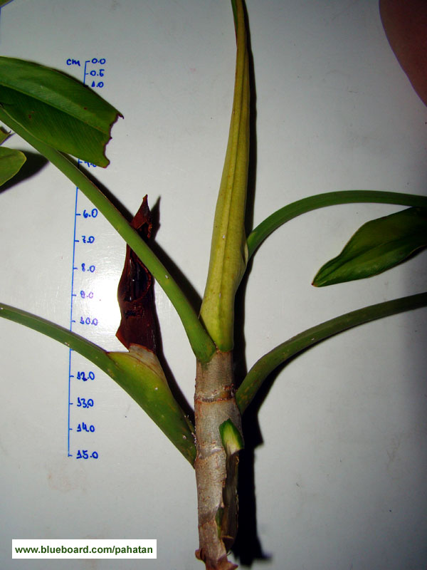 Thaumatophyllum leal-costa.