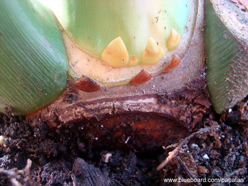 Thaumatophyllum mello-barretoanum.
