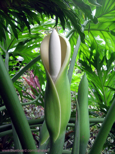 Thaumatophyllum mello-barretoanum.