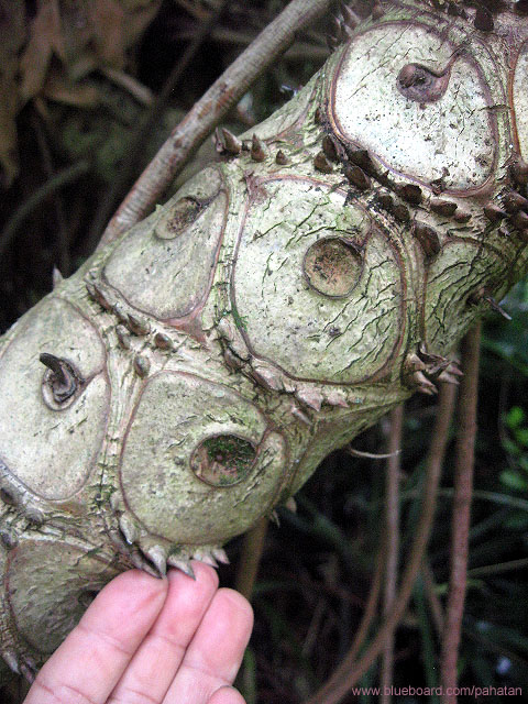 Thaumatophyllum mello-barretoanum.