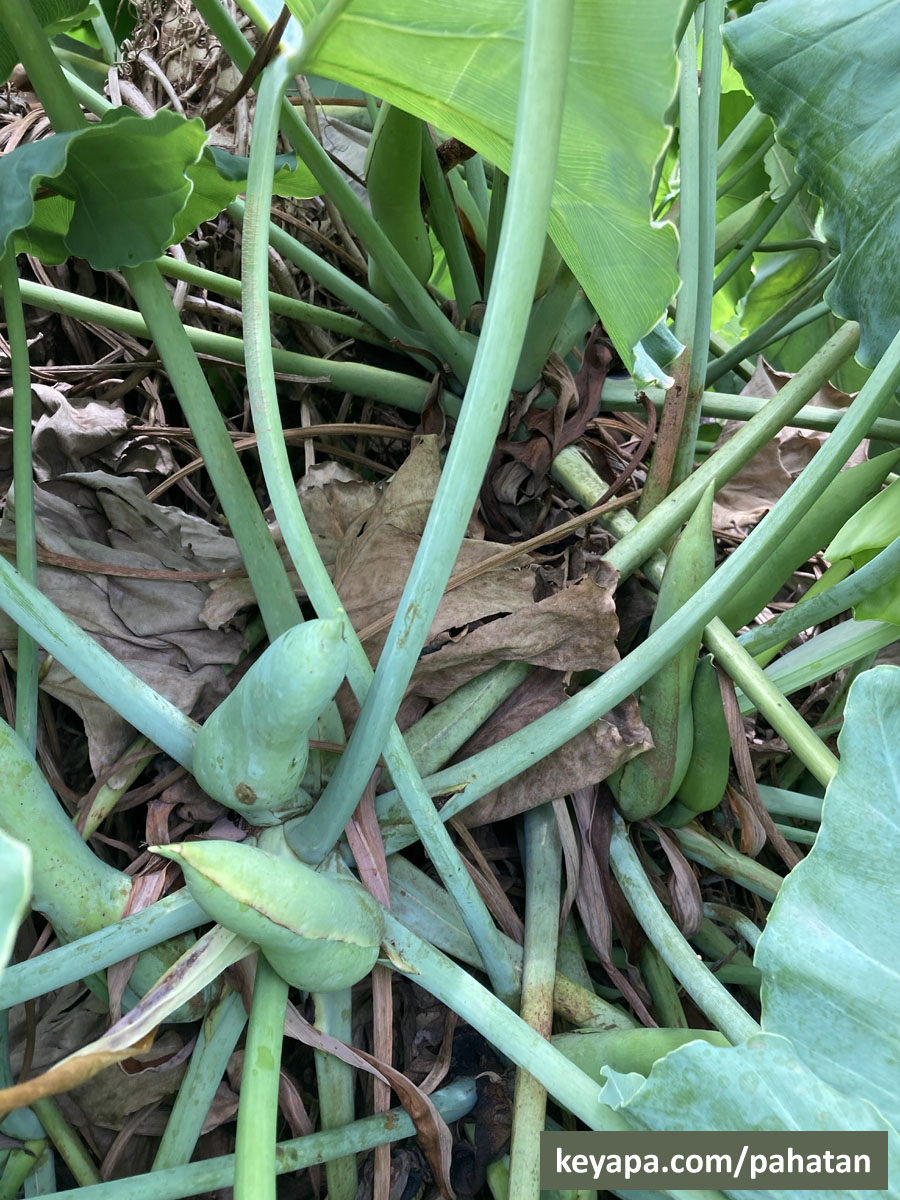 Thaumatophyllum petraeum.