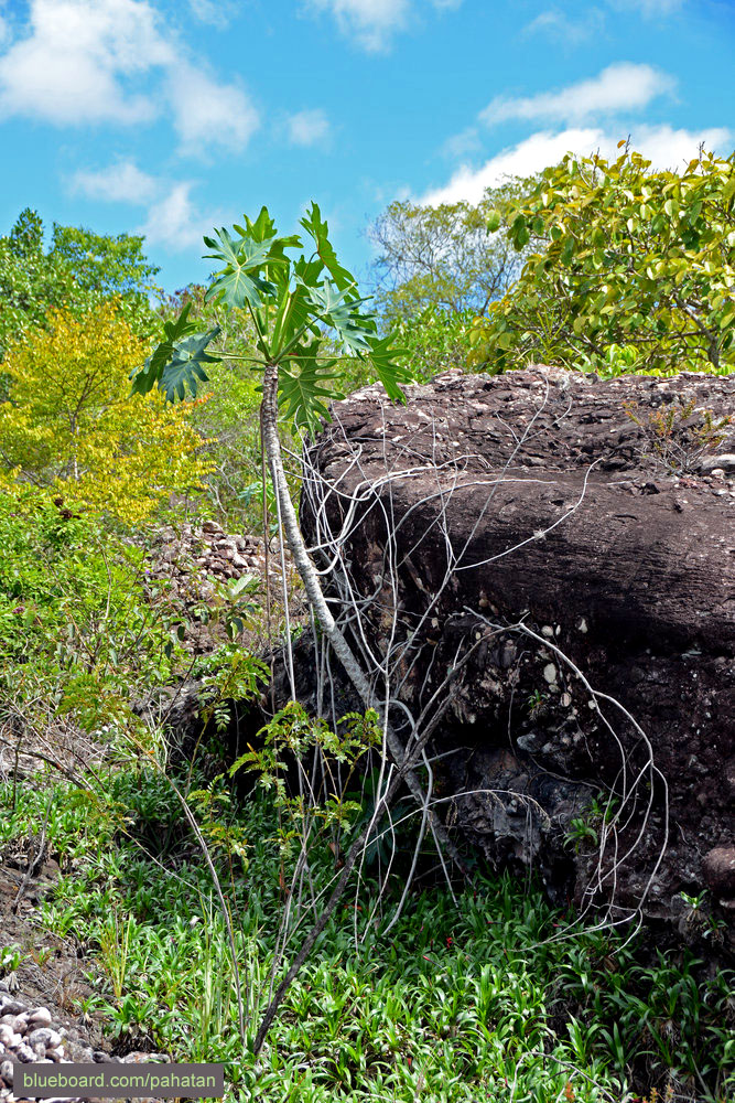 Thaumatophyllum saxicola.