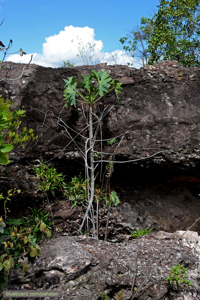 Thaumatophyllum saxicola.