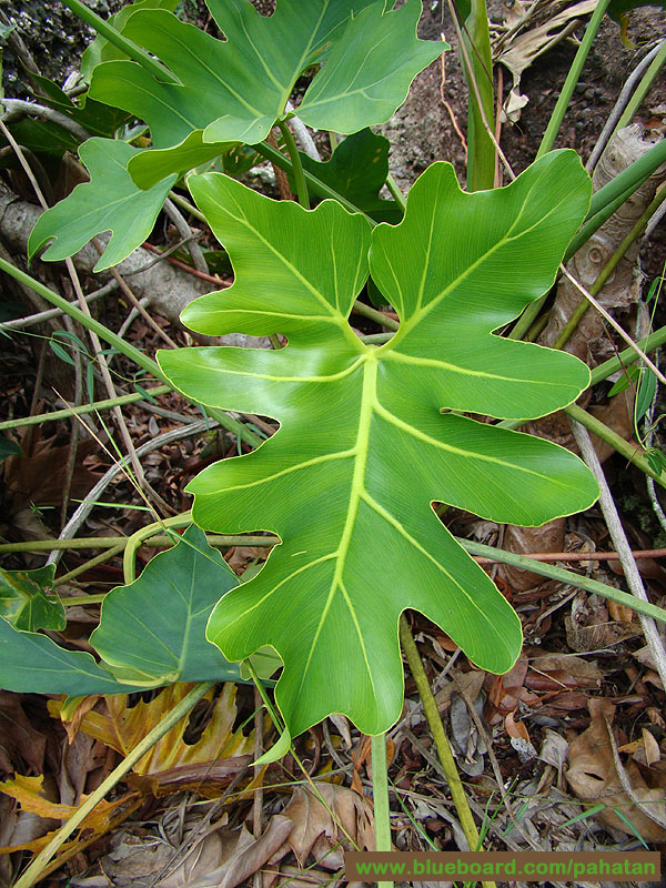 Thaumatophyllum saxicola.