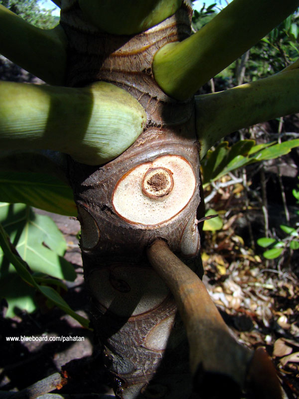 Thaumatophyllum saxicola.