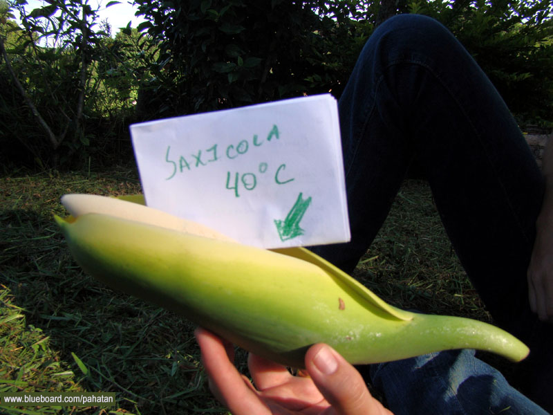 Thaumatophyllum saxicola.