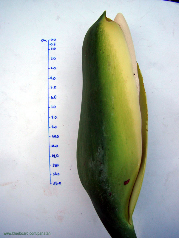 Thaumatophyllum saxicola.