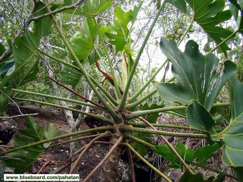 Thaumatophyllum saxicola.