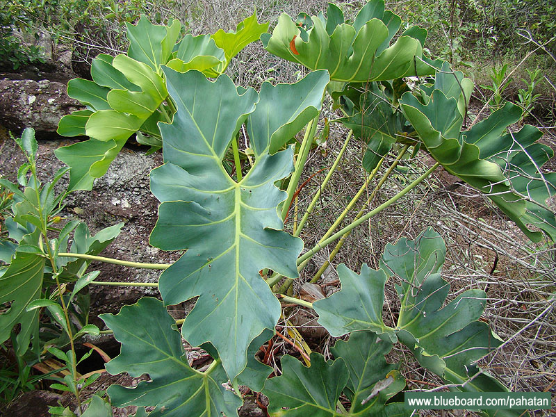 Thaumatophyllum saxicola.