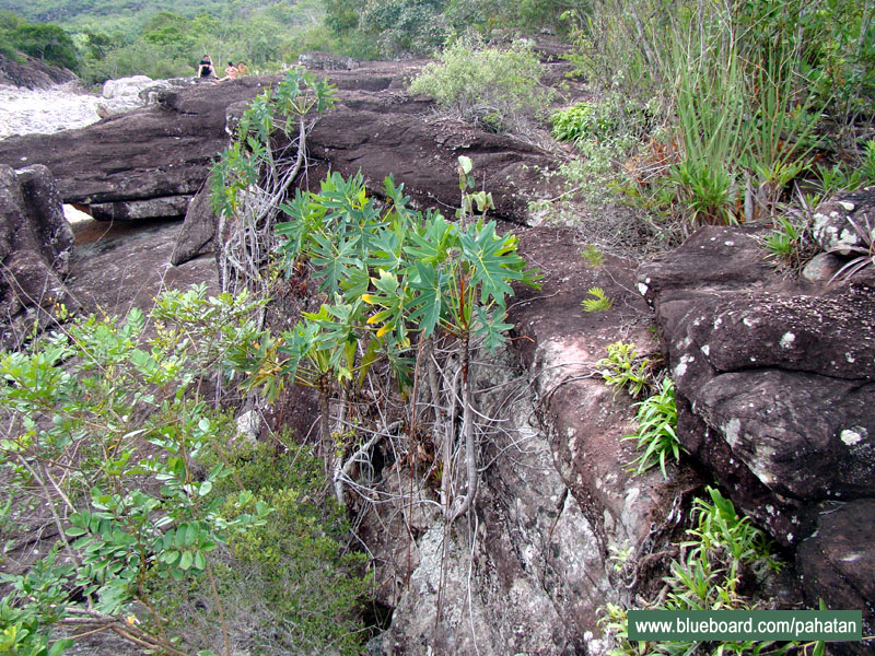 Thaumatophyllum saxicola.