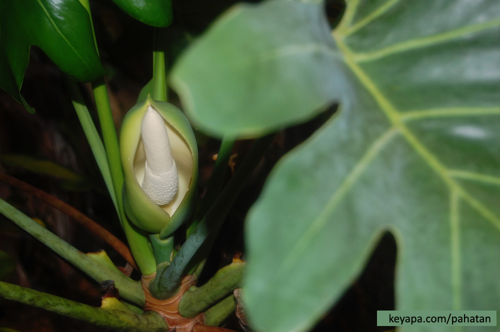 Thaumatophyllum saxicola.