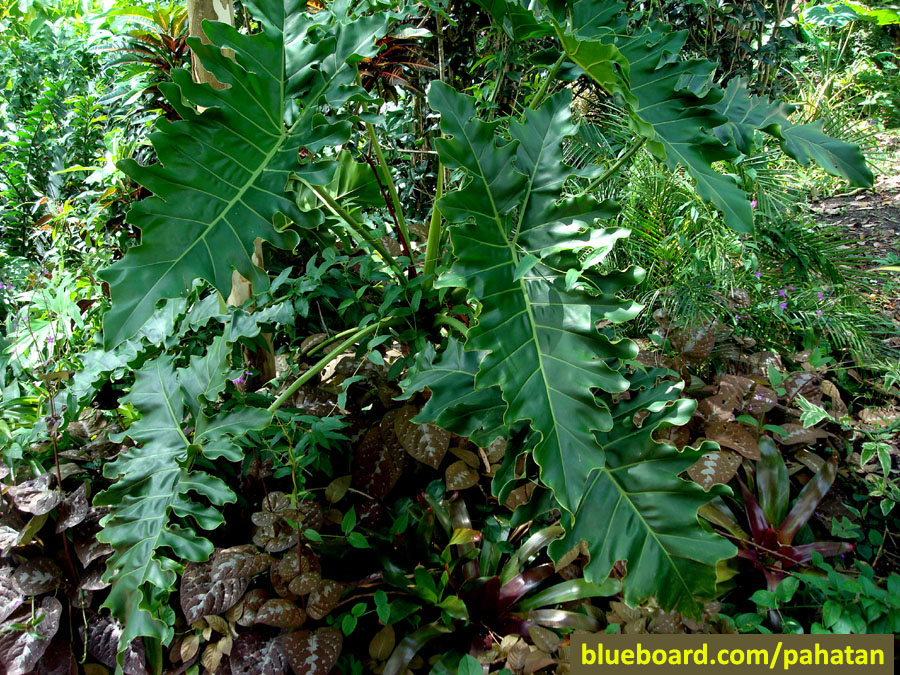Thaumatophyllum 'Soledad'.