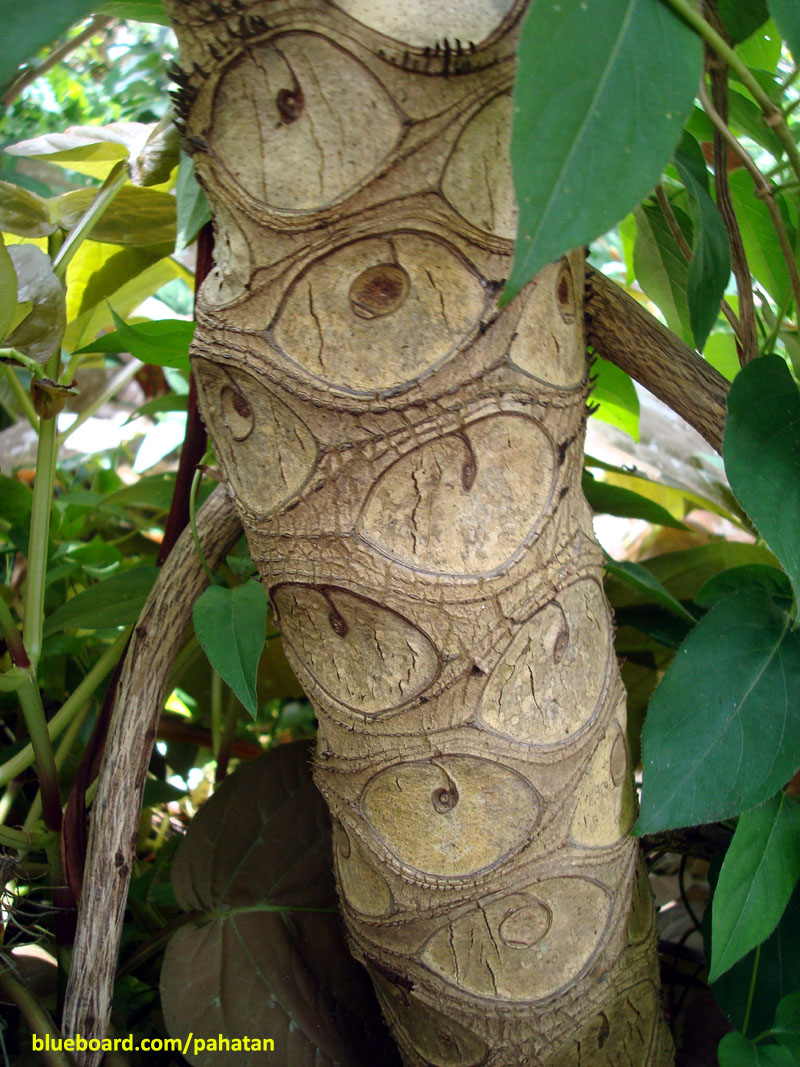 Thaumatophyllum 'Soledad'.