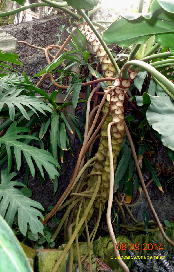 Thaumatophyllum speciosum.