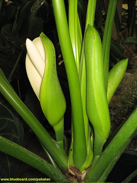 Thaumatophyllum williamsii.