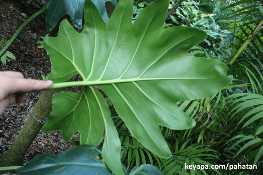 Thaumatophyllum paludicola.