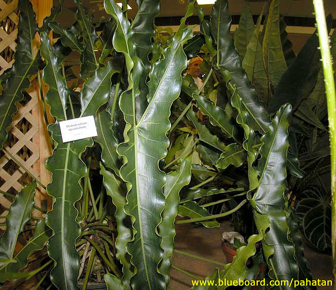 Thaumatophyllum stenolobum.