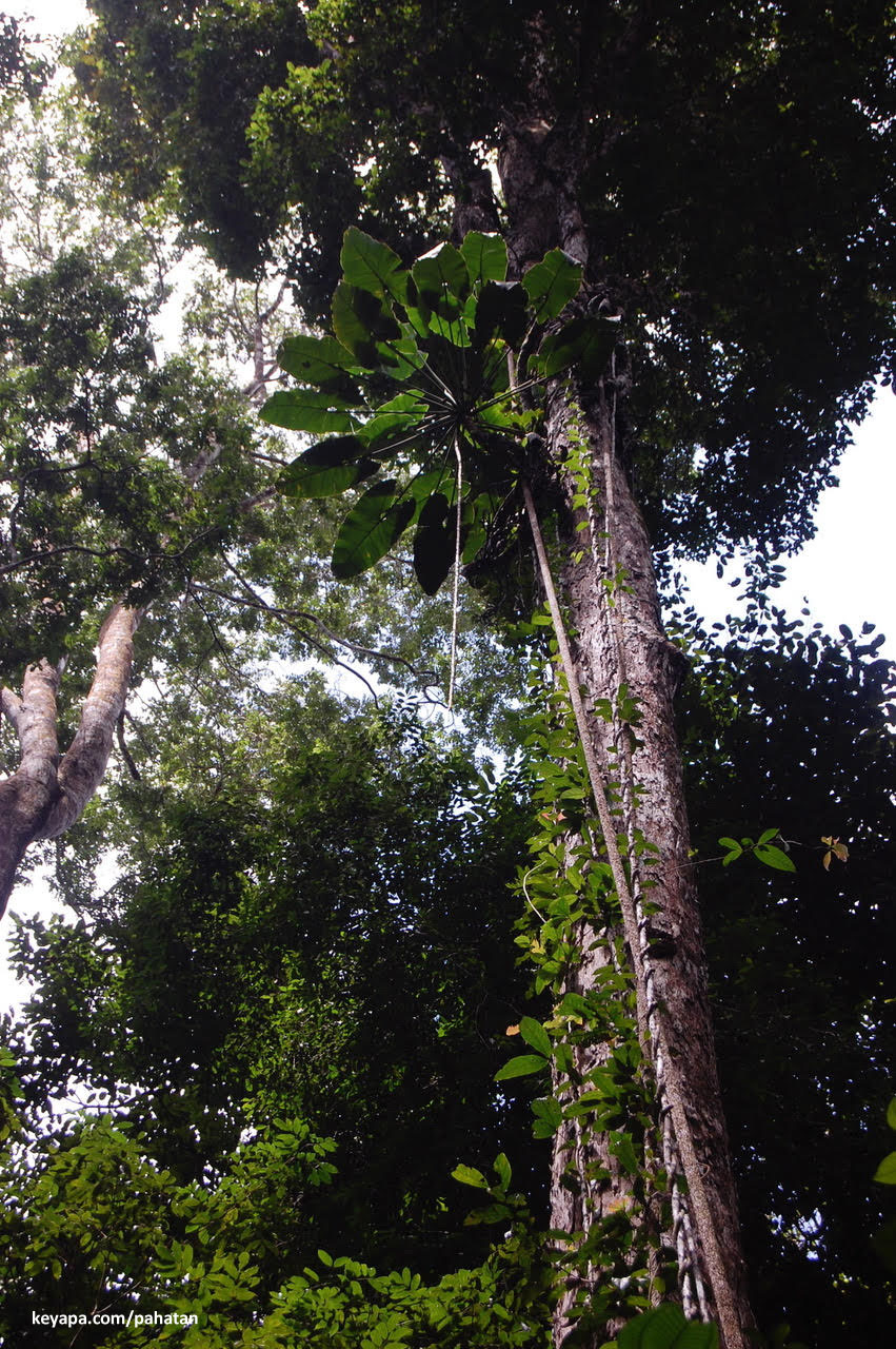 Thaumatophyllum solimoesense.