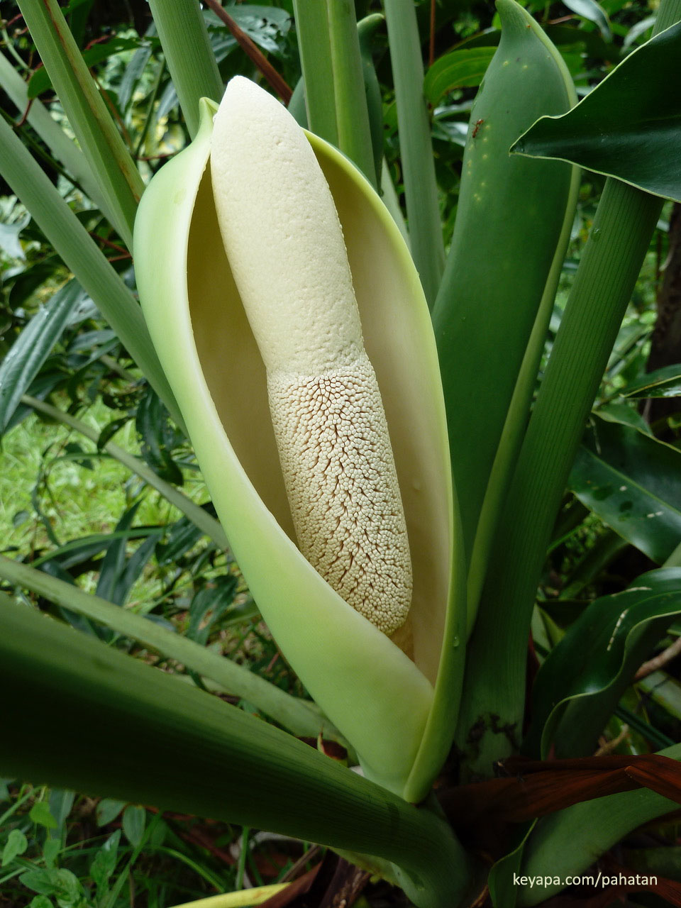 Thaumatophyllum solimoesense.