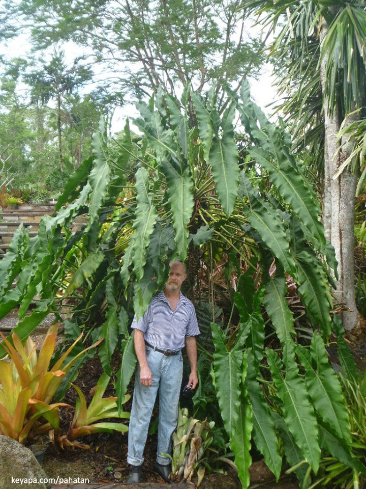 Thaumatophyllum stenolobum.