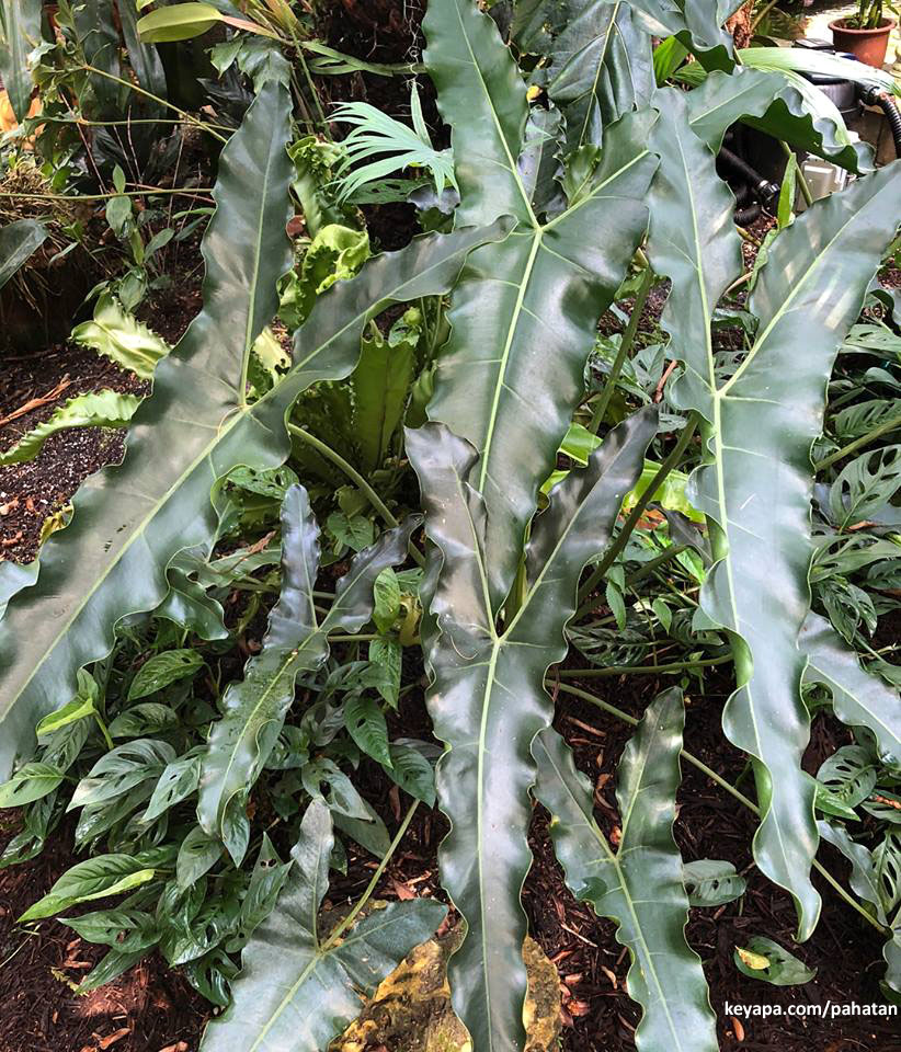 Thaumatophyllum stenolobum.