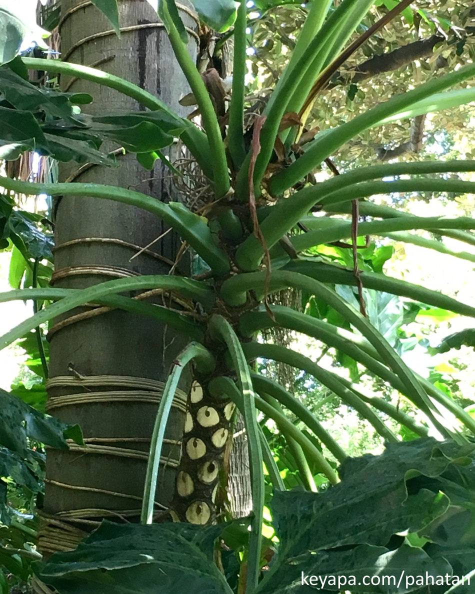 Thaumatophyllum x Evansii.