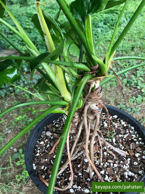 Thaumatophyllum Jungle Whispers.