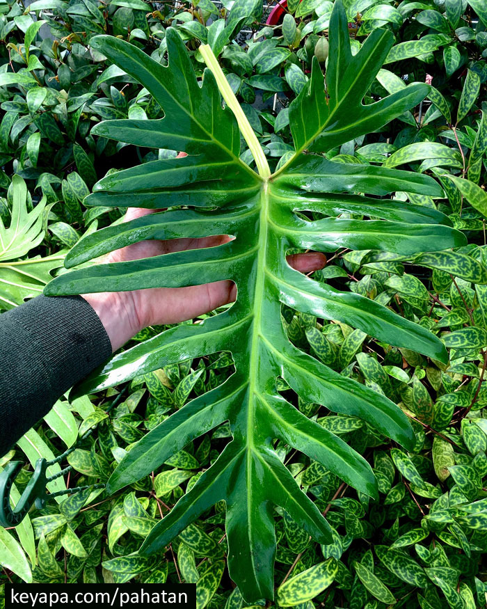 Thaumatophyllum xanadu.