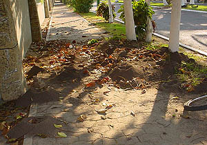 Leaf cutter nest in Puerto Vallarta.