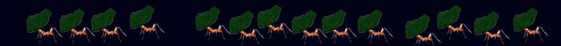 The Lurker's Guide to Leafcutter Ants.