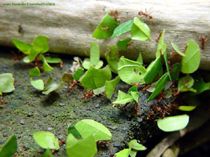 A parade of leafcutter ants heads home.