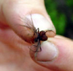 Ant barber