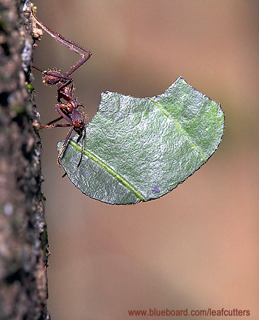 Atta leaf cutter ant.