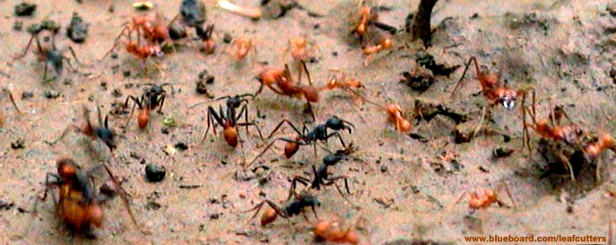 Leafcutters versus army ants.