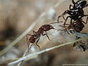 Acromyrmex versicolor and spider.