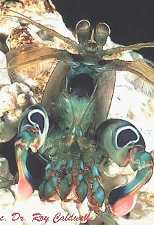 meral spread (34 kb)