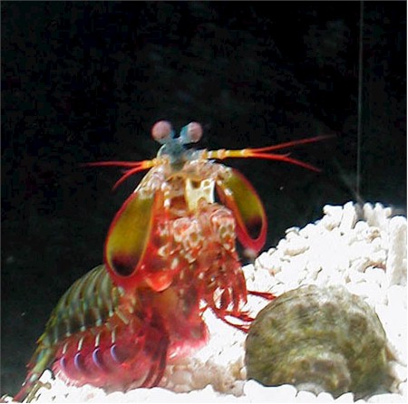 Peacock Mantis Shrimp  pic.