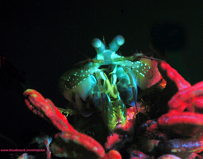 Stomatopod fluorescing.
