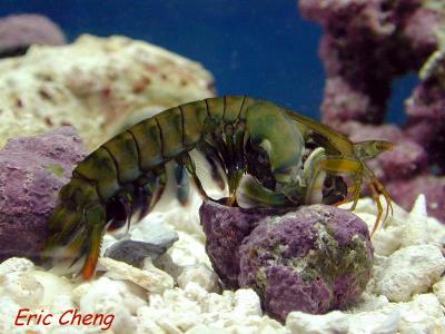 cheng2.jpg (24906 bytes)