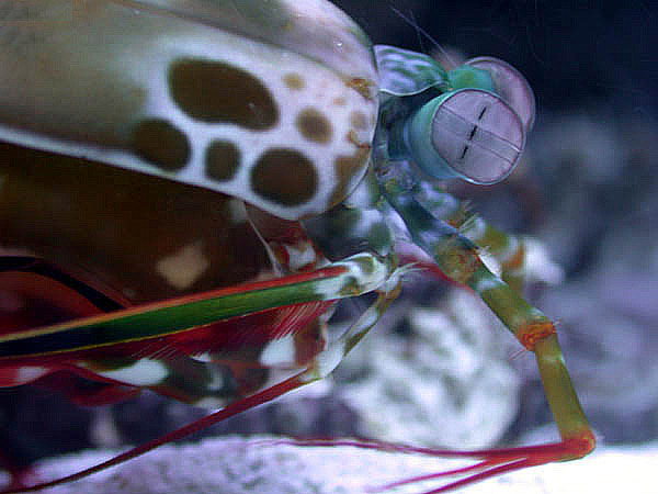 Odontodactylus scyllarus - Peacock mantis.