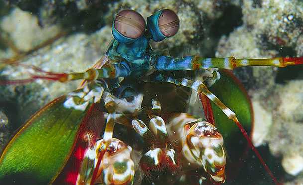 nico_odonto2.jpg (31225 bytes)