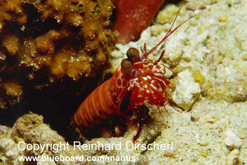 Aglow with life Peacock Mantis shrimp.