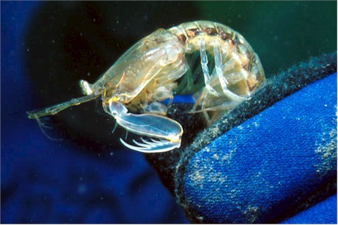 Rissoides desmaresti pic.