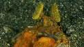 sn_sr1.gif (10571 bytes)