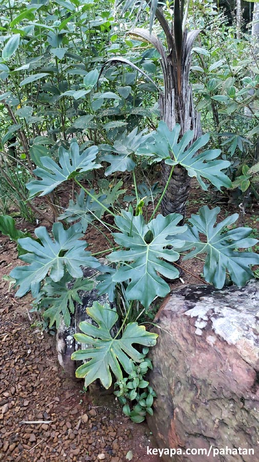 Thaumatophyllum saxicola.