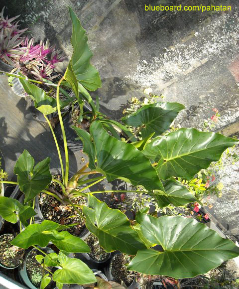 Thaumatophyllum uliginosum.
